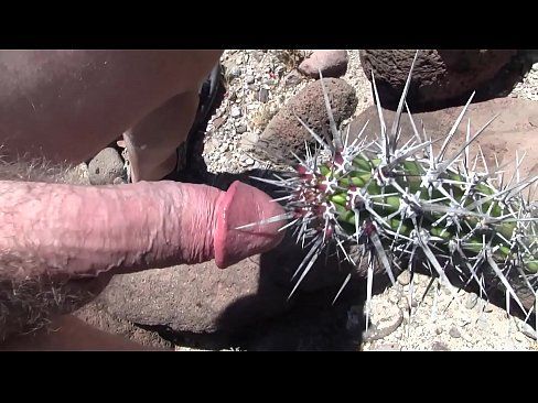 Belly reccomend story sex cactus in pussy