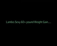 best of Weight gain lambis pound sexy